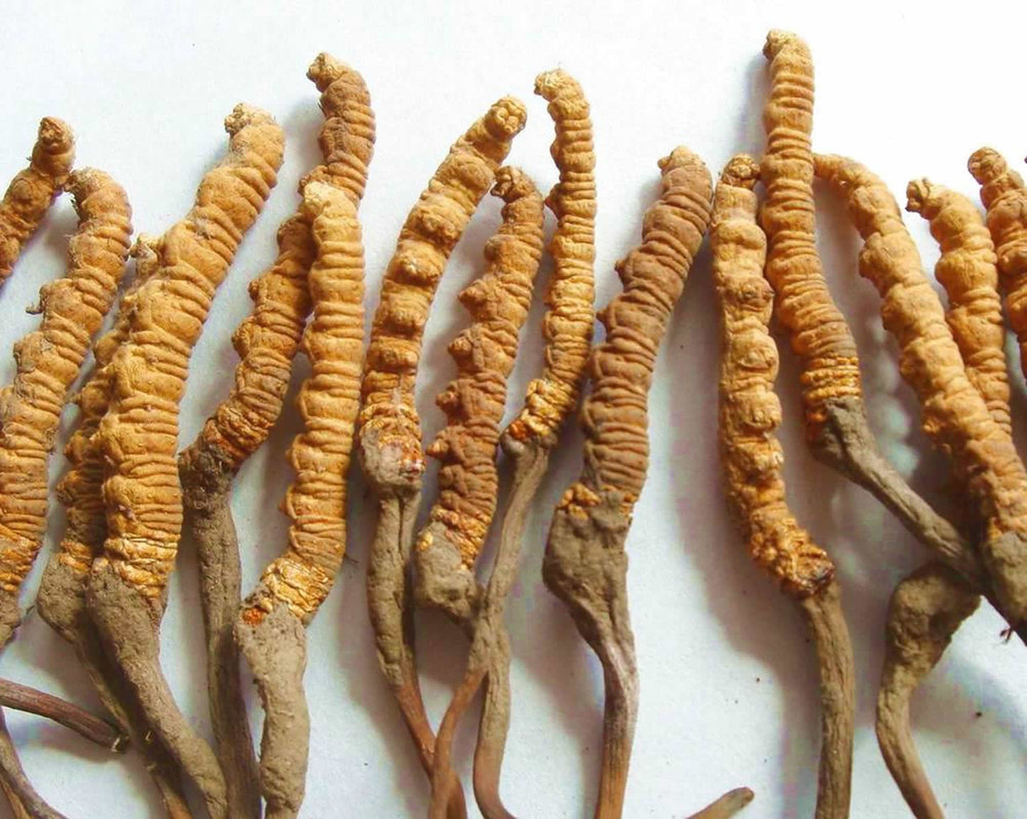 Instant Coffee with Mushroom