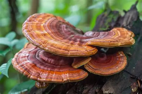 Instant Coffee with Mushroom